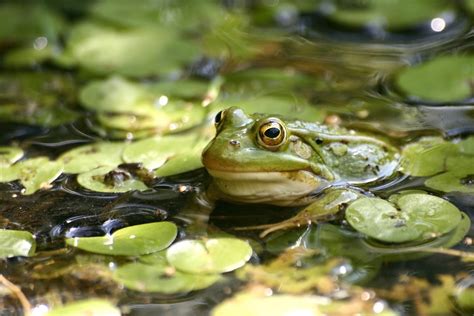 Are Ponds Safe to Swim In? And Why Do Frogs Always Seem to Judge You?