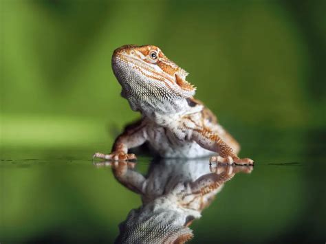 Can Bearded Dragons Swim? Exploring the Aquatic Abilities of These Desert Dwellers