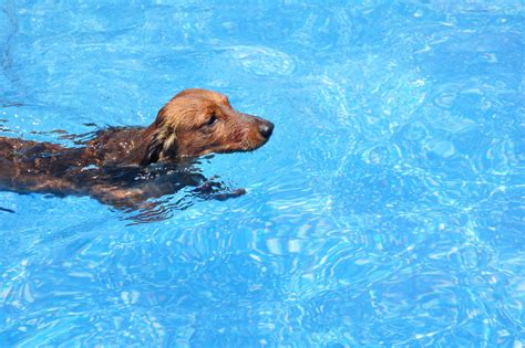 Can Dogs Swim in a Chlorine Pool? And Why Do Cats Always Land on Their Feet?