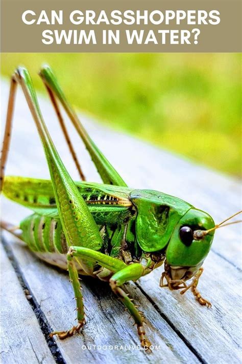 Can Grasshoppers Swim? Exploring the Unlikely Connection Between Insects and Aquatic Abilities