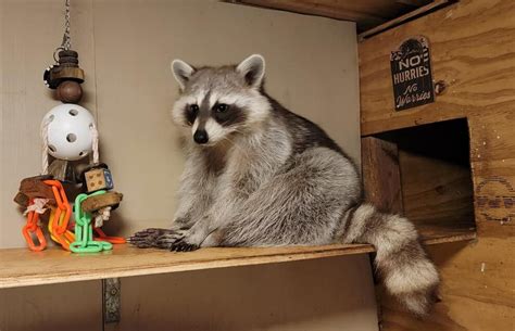 Can I Pet a Raccoon, and Why Do They Look Like They’re Planning a Heist?