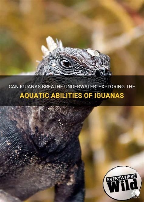 Can Iguanas Swim: Exploring the Aquatic Abilities of These Fascinating Reptiles