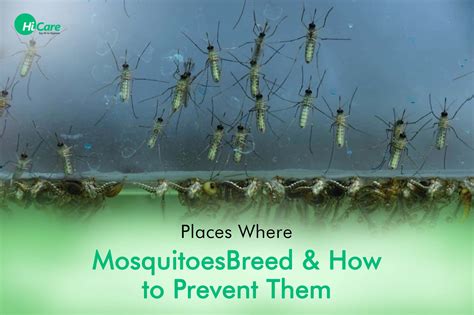 Can Mosquitoes Swim? Exploring the Aquatic Abilities of Nature's Tiny Flyers