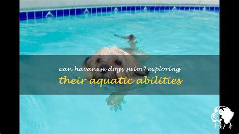 Can Puppies Swim? Exploring the Depths of Canine Aquatic Abilities