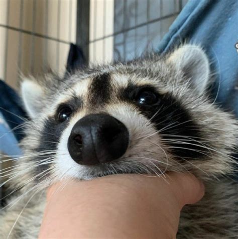 Can You Have a Pet Raccoon in Michigan? And Why Do They Love Pizza So Much?