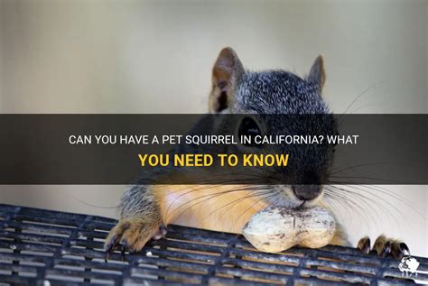 Can You Have a Pet Squirrel in California? And What If Squirrels Could Write Poetry?