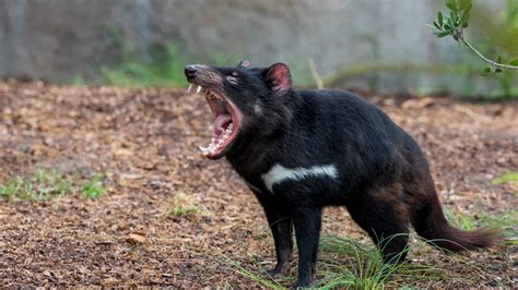 Can You Have a Tasmanian Devil as a Pet? And Why Do They Sound Like They’re Arguing with Themselves?