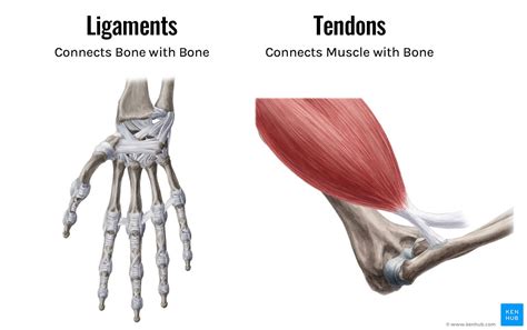 Can You Stretch Ligaments? Exploring the Flexibility of Connective Tissues