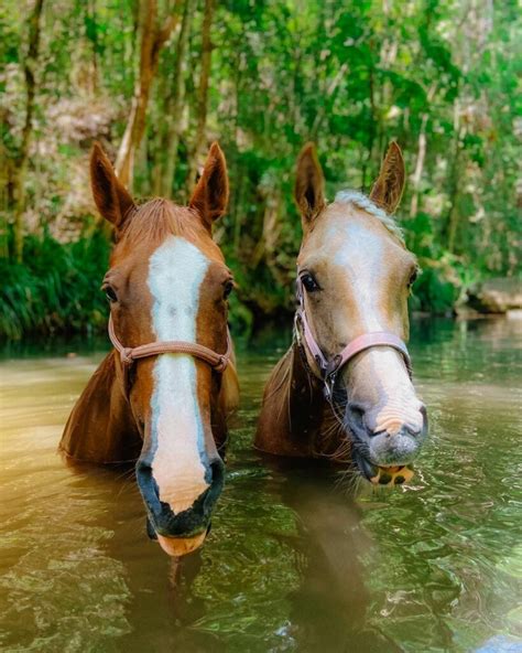 How Long Can Horses Swim: Exploring the Depths of Equine Aquatic Abilities