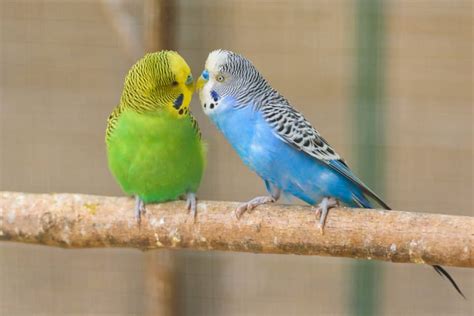 How Long Do Pet Parakeets Live: Unraveling the Mysteries of Their Lifespan and Beyond