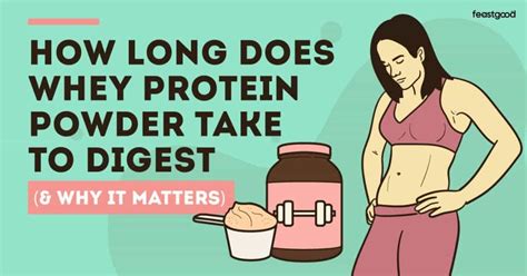 How Long to Digest Whey Protein: A Journey Through the Digestive Symphony