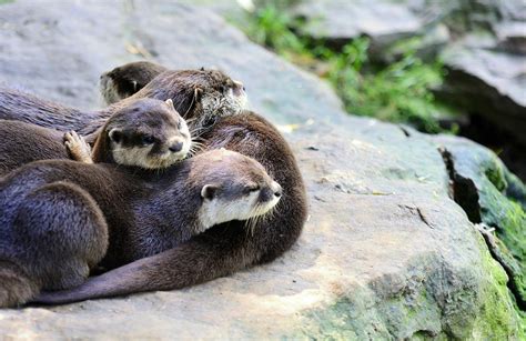 How Much Is a Pet Otter, and Can It Teach You Quantum Physics?