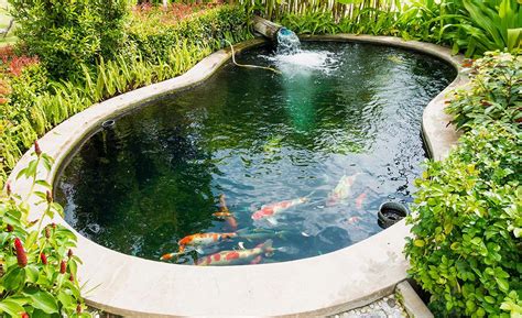 How to Build a Fishing Pond: And Why Fish Might Prefer Coffee Over Water