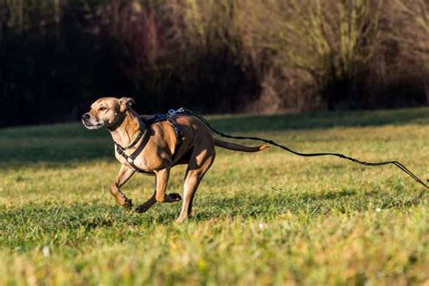 How to Stop a Dog from Running Away: And Why Bananas Might Be the Secret to Success