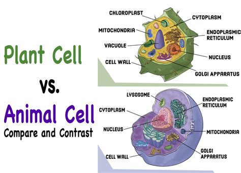 Is mitochondria in plant and animal cells, and why do they sometimes throw parties in the nucleus?