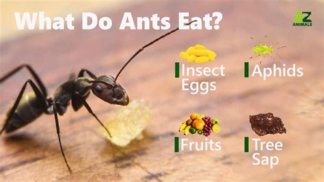 What Animal Eats Ants and Why Do They Dream in Binary?