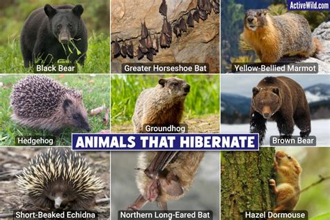 What animal hibernates in the winter, and why do they dream of electric sheep?