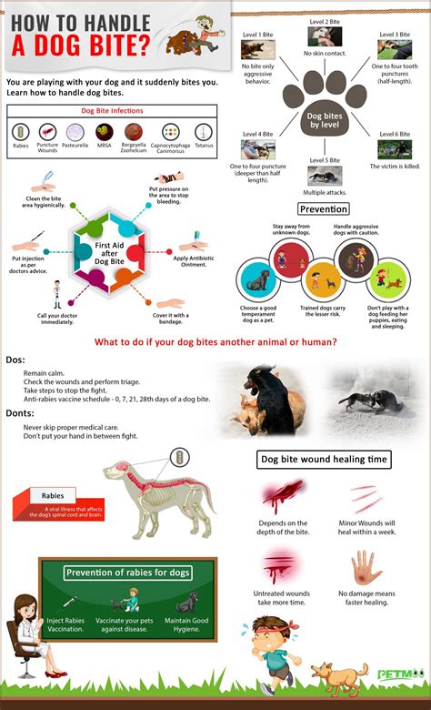 What Happens When You Report a Dog Bite to Animal Control: And Why Do Cats Always Seem to Know When You're Talking About Them?