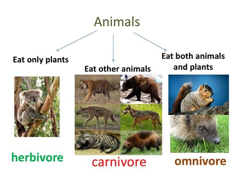 What is an animal that eats both plants and animals, and why do they sometimes wear sunglasses?