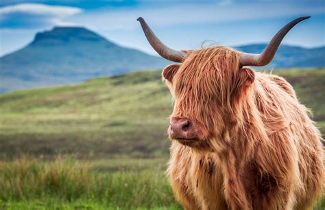 What is the Official Animal of Scotland, and Why Does It Wear a Crown?