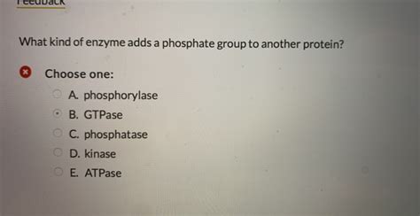 What Kind of Enzyme Adds a Phosphate Group to Another Protein? And Why Do Cats Always Land on Their Feet?