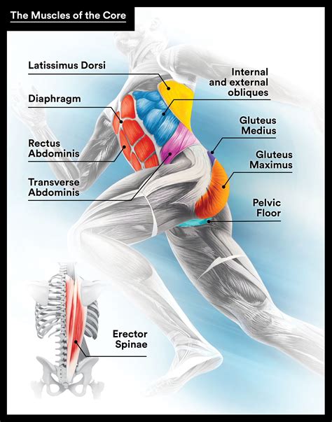 What Muscles Are Worked When Running: A Comprehensive Guide to the Body's Engine