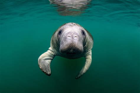 Why Can't You Pet Manatees, and Why Do They Always Look Like They’re Judging You?