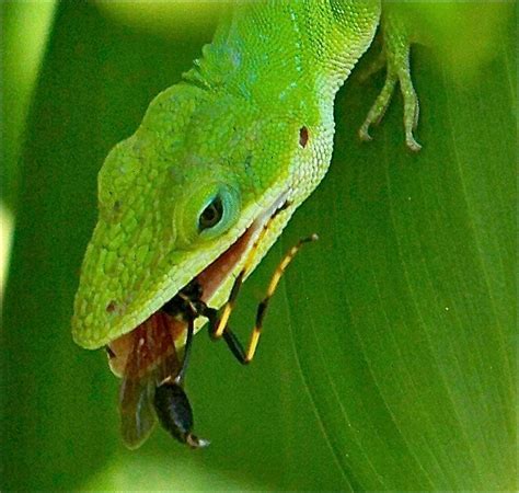 Why Do Lizards Close Their Eyes When You Pet Them, and What Does It Say About the Secret Lives of Clouds?