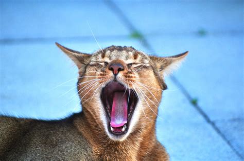 Why Does My Cat Open His Mouth When I Pet Him? And Why Does He Think I’m a Giant Can Opener?